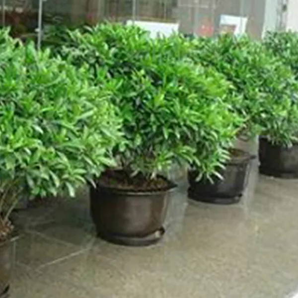 办公室植被