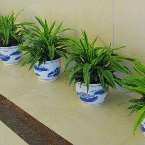 办公室植被