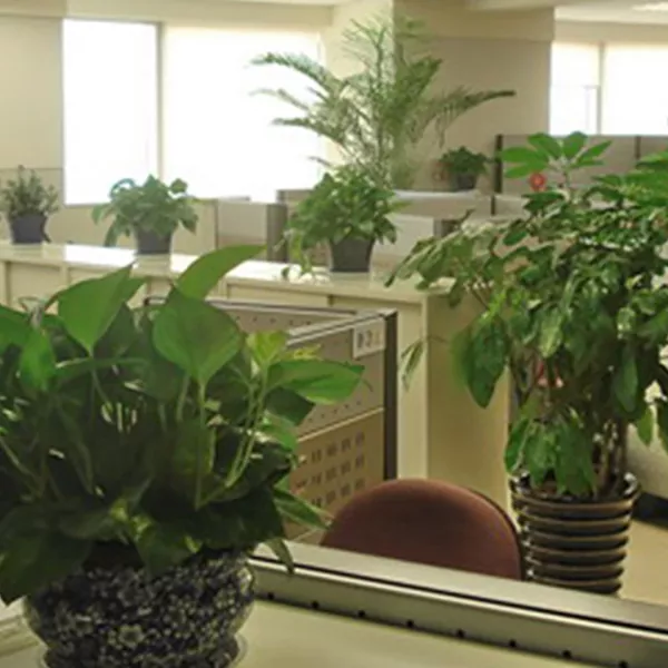 办公室植被