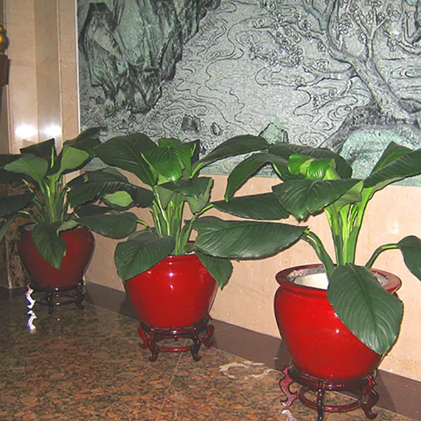 办公室植被