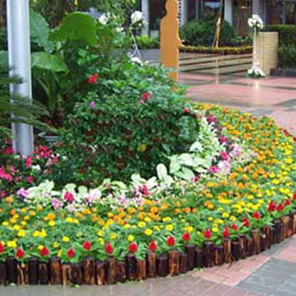 办公室植被