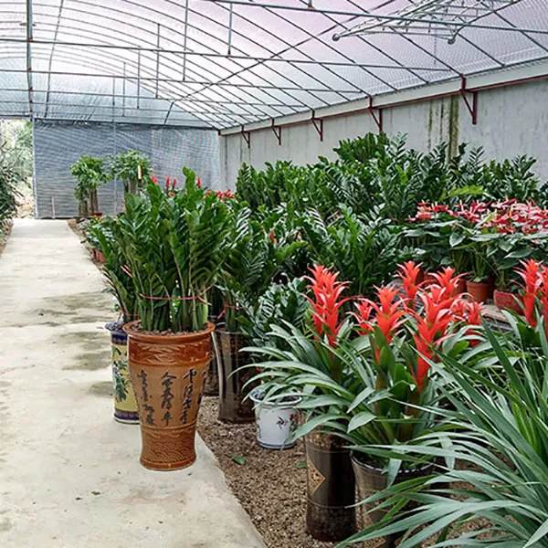 花卉